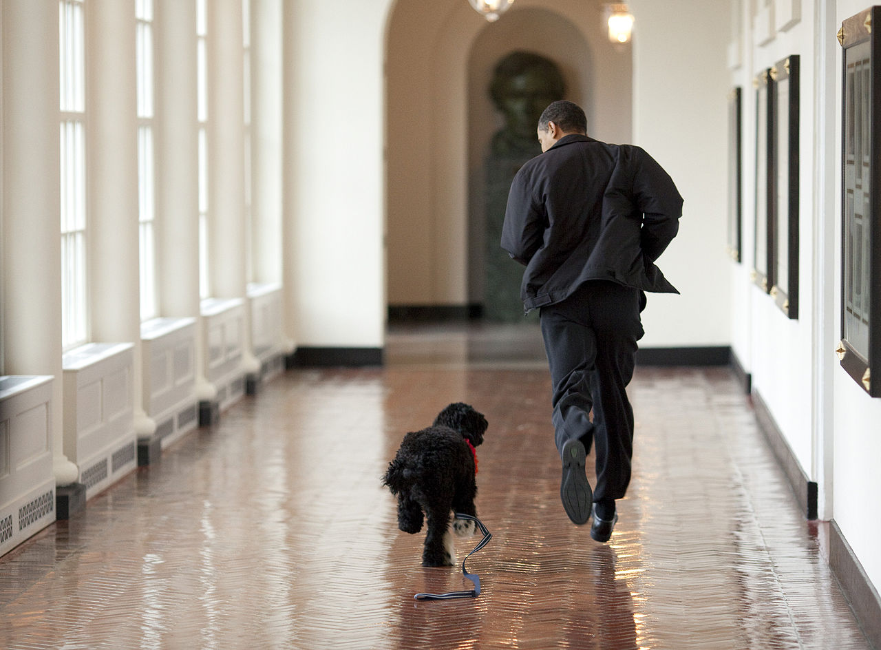 Bo, Barack Obama's Portuguese Water Dog